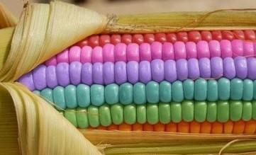 紫色玉米是后期染色而成的吗？能吃吗？